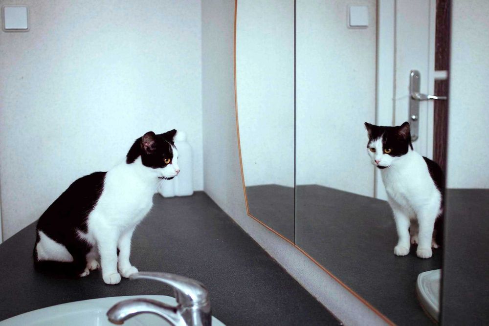 Cynka kotka do adopcji czarno biała ze schroniska śliczna kot malutka