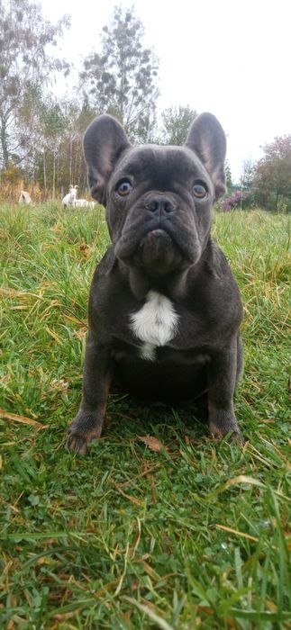 Французькі аристократки