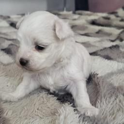 Maltanczyk mini miniaturka