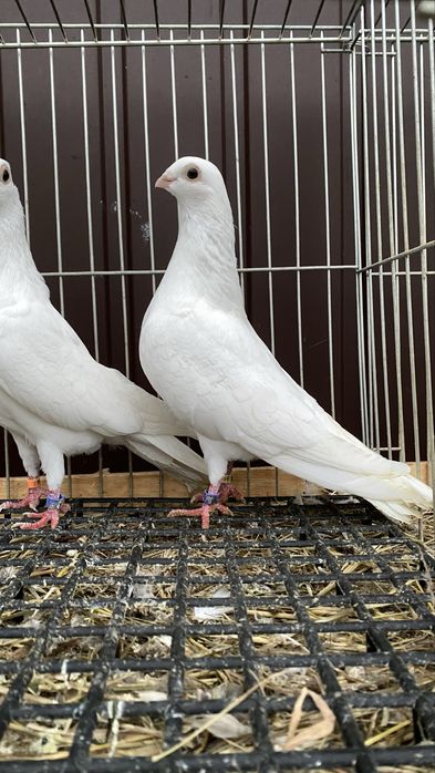 Cepele, ceple, cepelki