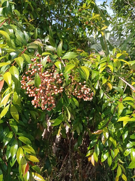 Lili Pili (Syzygium