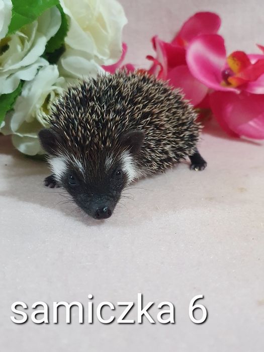 Jez jeżyki jeżolki jeż pigmejski jez afrykanski