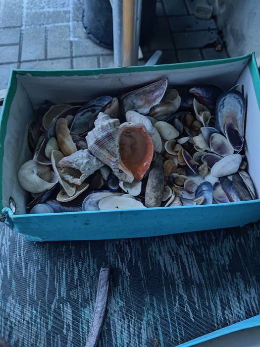 Мушлі Акваріум Ракушки