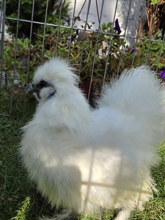 Kogut Silka jedwabisty 9 miesiecy miniatura Warszawa