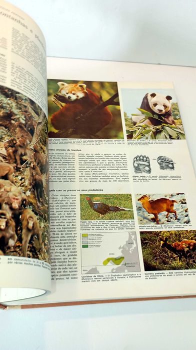 Animais da Terra