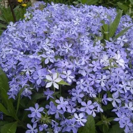 Флоксы  шиловидные обриета флокси ковры