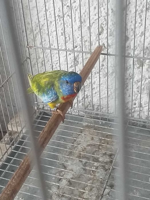 Esplêndidos ( neophema splendida )