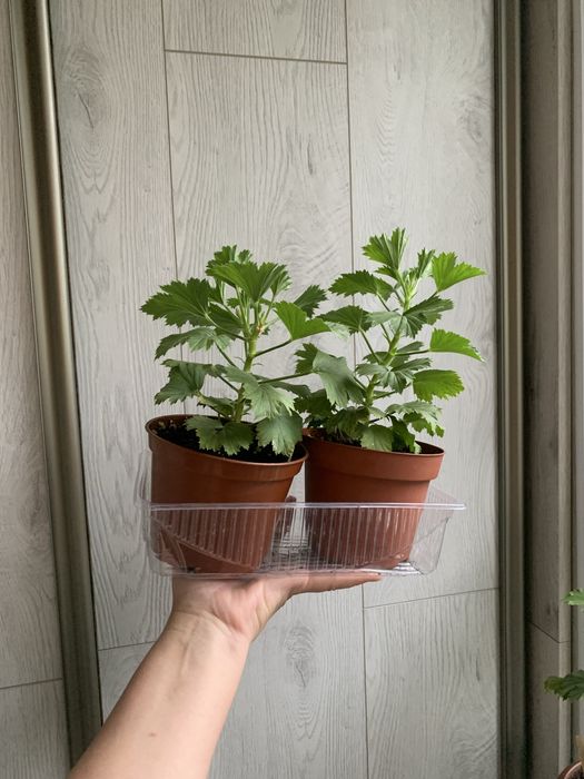 Пеларгония королевская
