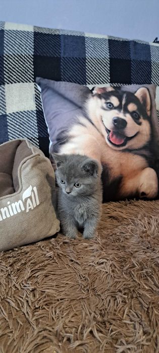 Шотоандець прямовухий окрас солід блакитний вік 2 місяці їсть сухий корм роял канін і філе куряче варене ходить на лоток