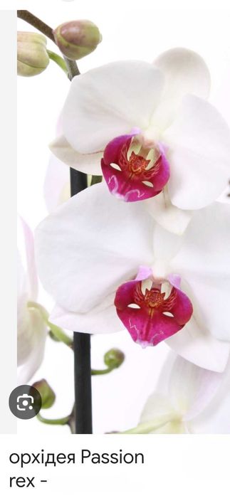 Фаленопсіс ambiance орхідея мультіфлора