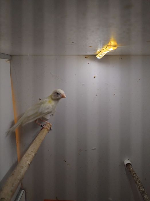 Kanarki śpiewające rosyjskie