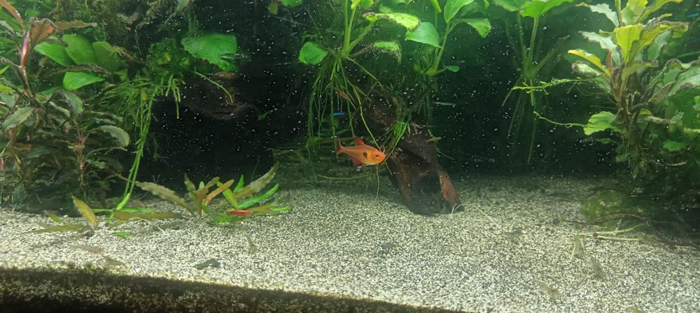 Vendo ou troco plantas e peixes tropical