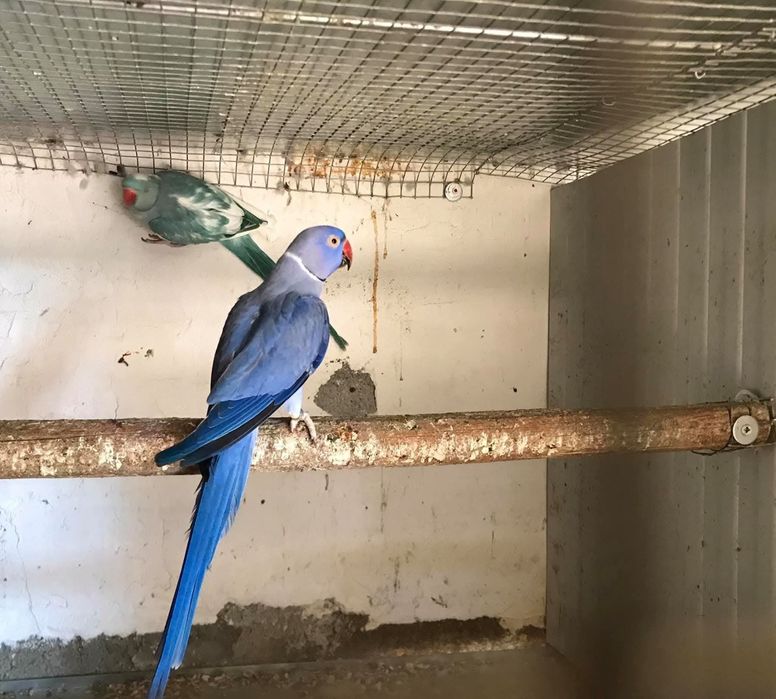 Ring Necks casais  entre outros