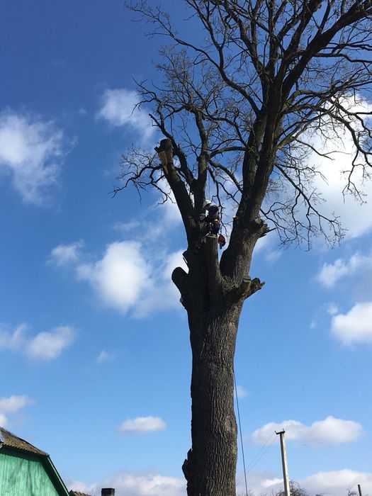 Зрізка спил дерев, арбористика, кронування зрізати дерево