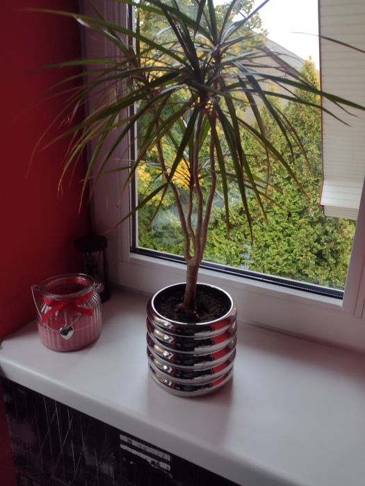 dracena,kwiat w doniczce