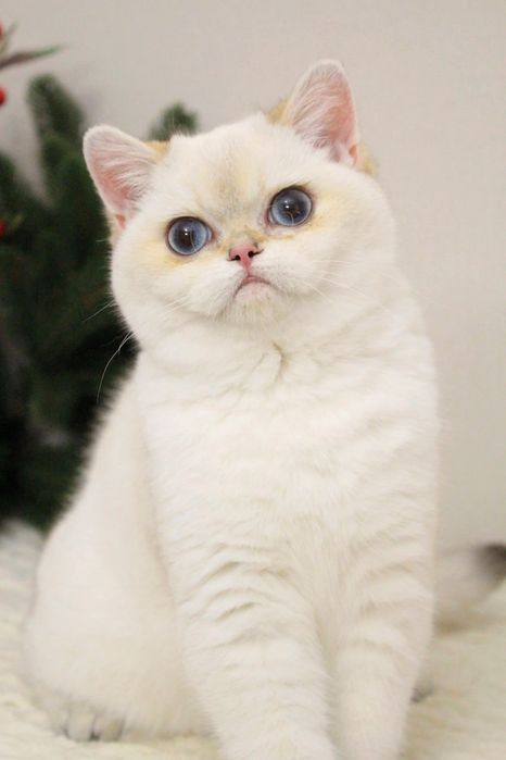 Британская шиншилла