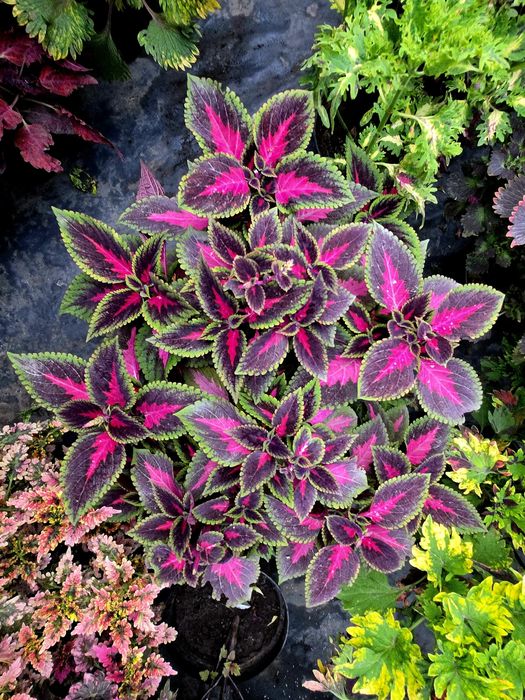 Колеуси: укорінення живці (70 сортів)