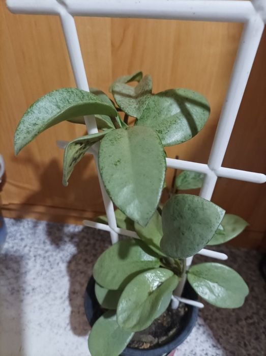 Хойя Керрі зелена