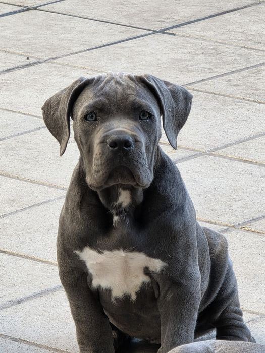 Cane Corso Italiano