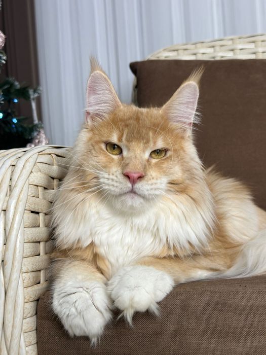 Harvey- Kocurek Maine Coon