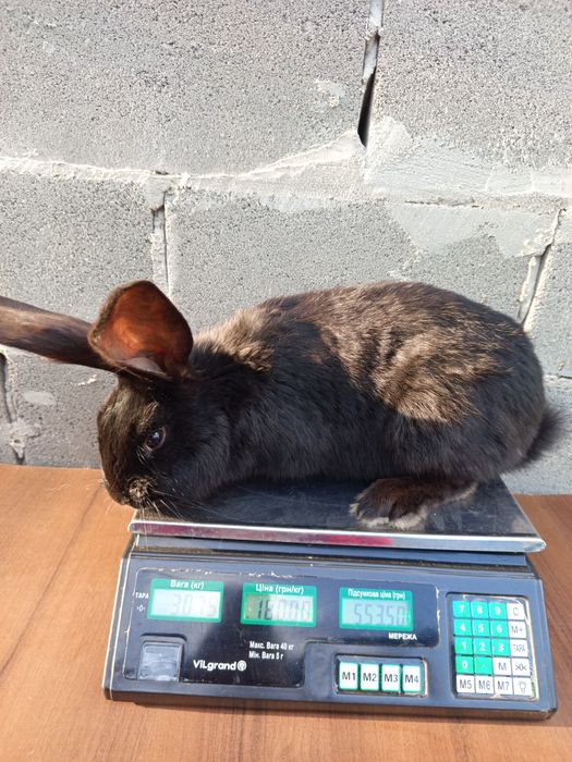 Кролі, робочі самці та молодняк