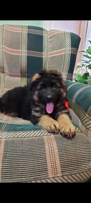 Дівчатка німецької вівчарки.