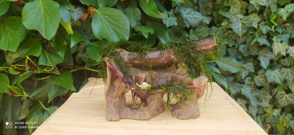 Skałka do akwarium z drewienkami i mchem 18x10x13 cm.