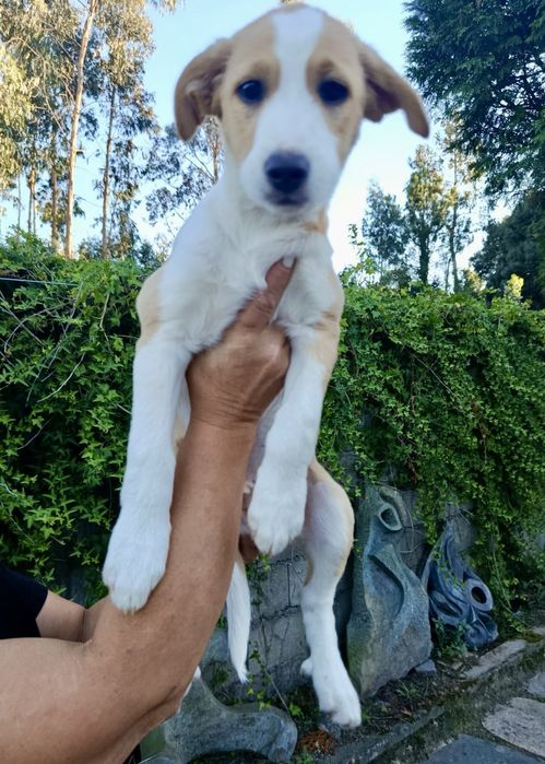 Cães bebés para adoção responsável
