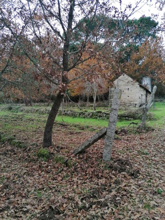 Quinta agrícola 20 000 m2 Cabanas de Viriato