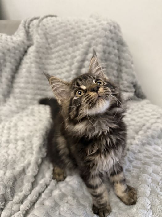 Kotka Fibi przepiekna Maine Coon