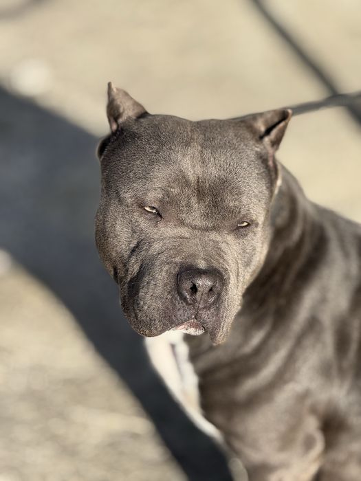 PitbullXL, Пітбуль блакитний колір ,ABKC
