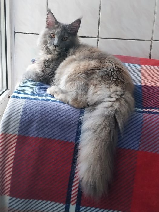 МЕЙН -КУН  котята