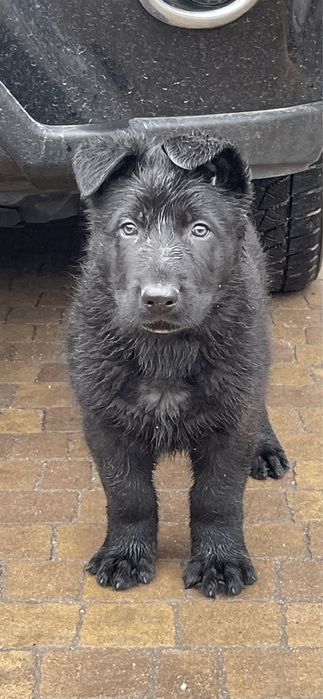 Пропоную  щеня німецькоі вівчарки (найкраще з виводку)