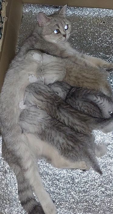 Шотландські кошенята