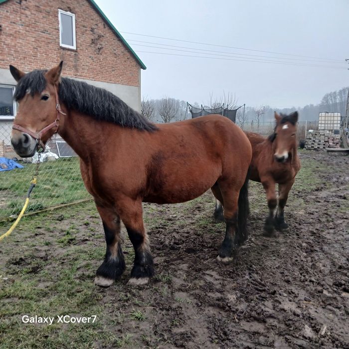 Sprzedam w komplecie klacz że źrebakiem
