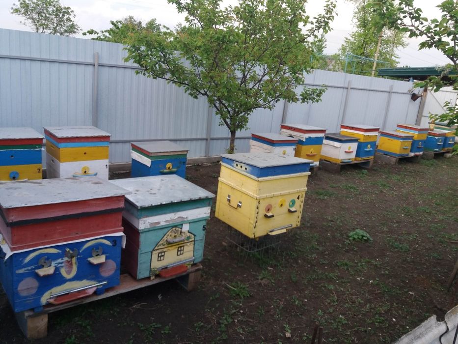 Продам бджолосімї з вуликами.