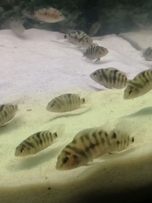 Чернополосая цихлозома