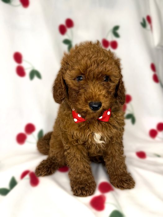 „BALU” piesek  Pudel Miniaturowy Red Brown