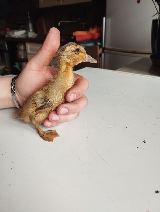 Biegusy indyjskie młode/malutkie