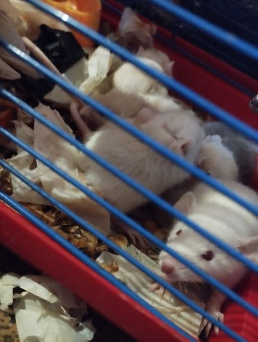 Криси домашні ручні