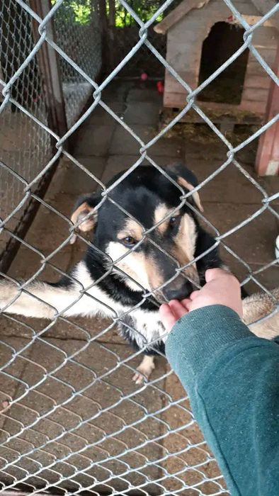 Batman - psi dzieciak szuka domu. Pies, adopcja