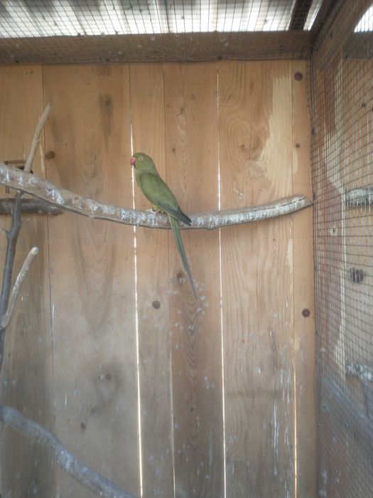 Sprzedam aleksandretta obrożna samica