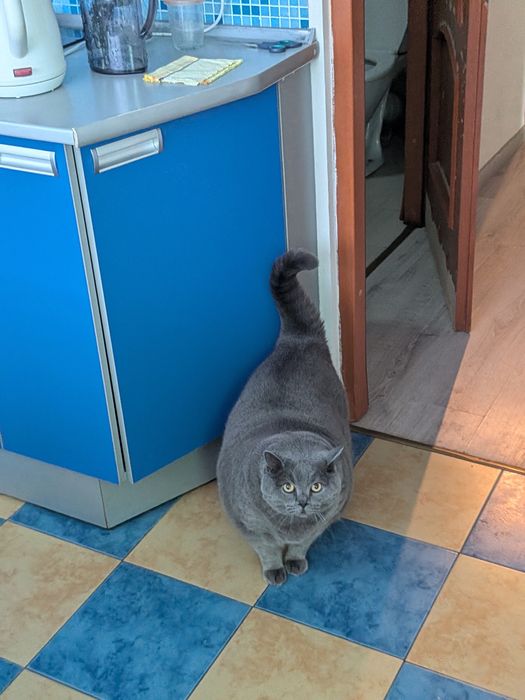 Віддам кота в добрі руки