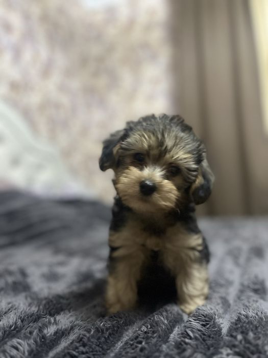 Чудові дітки йоркіпу готові до продажу