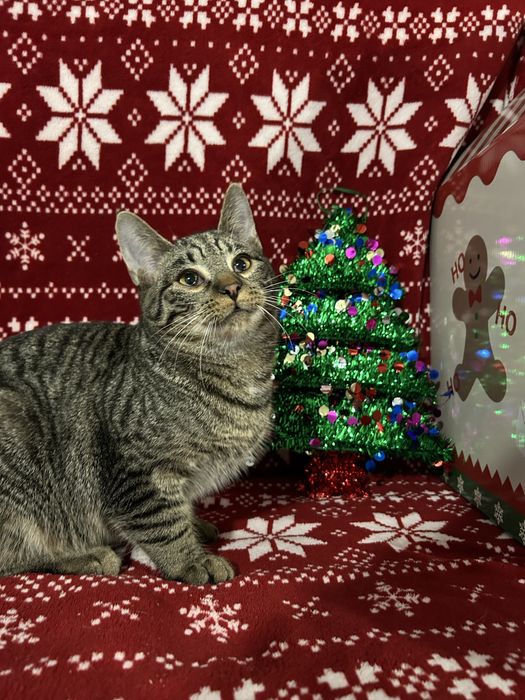 Mlode kotki szukaja domkow