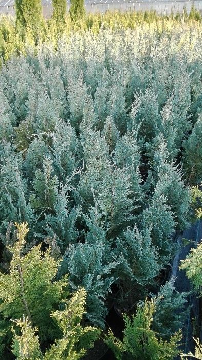 cyprys lawsona kolumnaris, columnaris, ivonne, stewartti