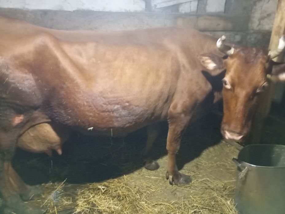 Продам корову на утримання