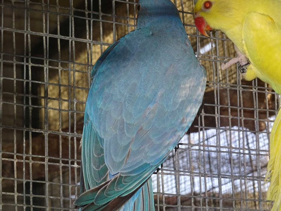 ring necks azuis e violetas