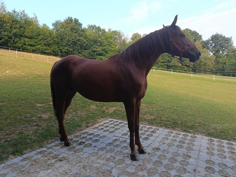 Sprzedam klacz rasy quarter horse