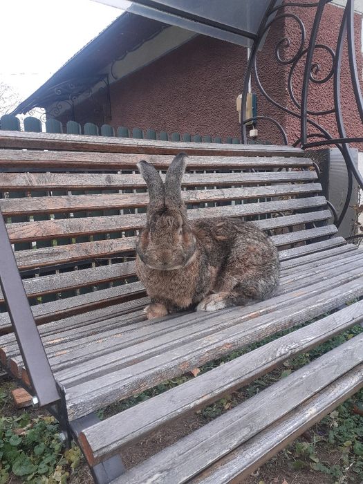 Самець. робочий.